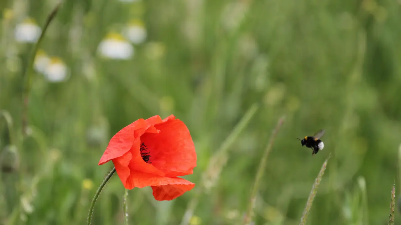 Rote Blume und Biene