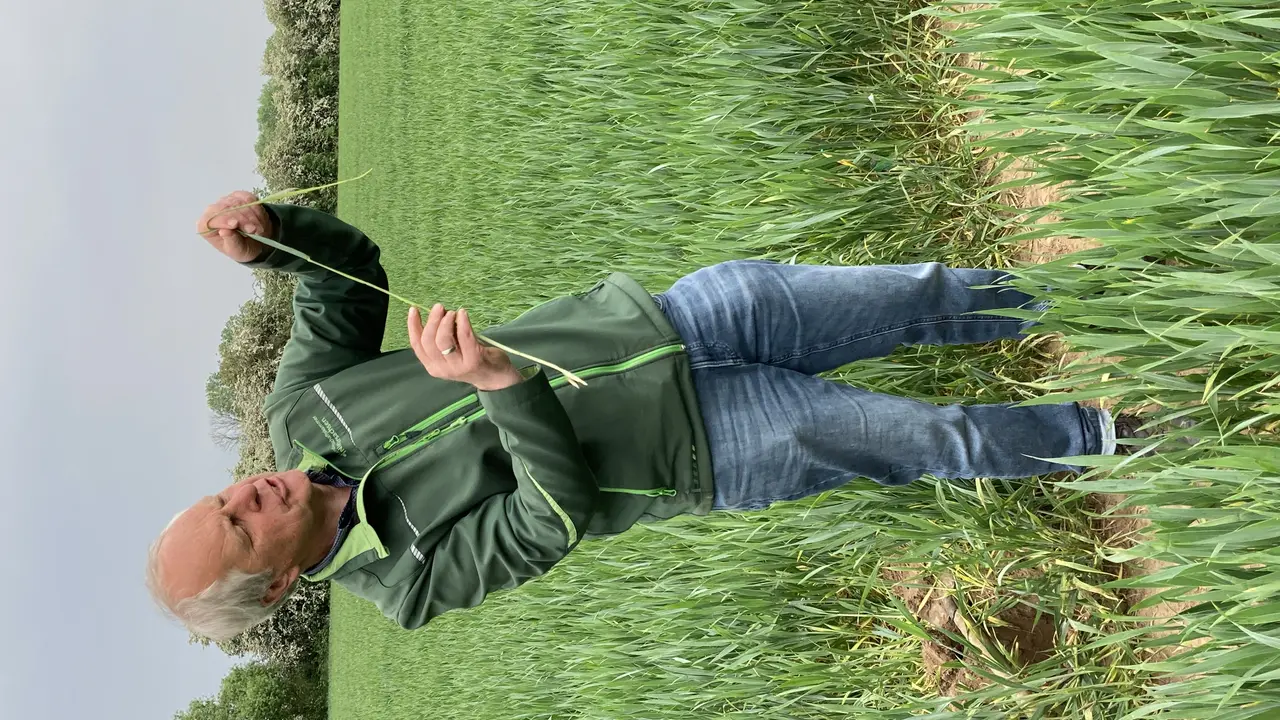 Anbauberater Lüder Cordes nimmt den Weizen genau unter die Lupe.